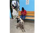 Alizee, Labrador Retriever For Adoption In Gig Harbor, Washington