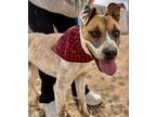 Tara, Terrier (unknown Type, Medium) For Adoption In Lubbock, Texas