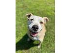 Cheeto, American Pit Bull Terrier For Adoption In Louisville, Kentucky