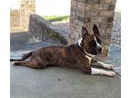 Rocky 2, American Pit Bull Terrier For Adoption In Mt. Vernon, Indiana