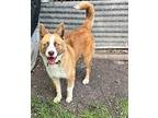 Phoebe, Golden Retriever For Adoption In Helotes, Texas