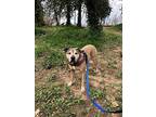 Niko, American Pit Bull Terrier For Adoption In Louisville, Kentucky