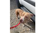Nova, American Pit Bull Terrier For Adoption In Mt. Vernon, Indiana