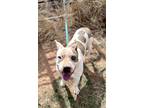 Bearcat, American Pit Bull Terrier For Adoption In Lubbock, Texas