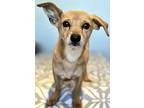 Raffi, Dachshund For Adoption In San Pedro, California