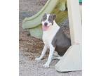 Kodi, Rat Terrier For Adoption In Bowdoin, Maine