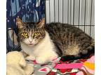 6214 (willow), Domestic Mediumhair For Adoption In Lake City, Michigan