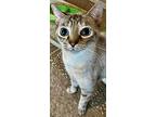 Taji, Siamese For Adoption In Chattanooga, Tennessee