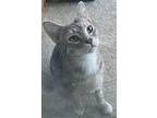 Quinton, Manx For Adoption In Chattanooga, Tennessee