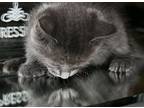 Pebble - I Am A Russian Blue, Domestic Shorthair For Adoption In Newport Beach