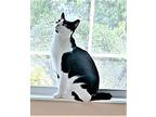 Ariel, American Shorthair For Adoption In Myakka City/bradenton, Florida