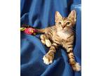 Kittens!!, American Shorthair For Adoption In Newport Beach, California