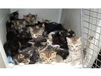 Urgent! Fosters Needed For M/f Kittens & Adults, Domestic Shorthair For Adoption