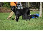 Thunder, Labrador Retriever For Adoption In Newton, Texas