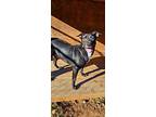 Graham, Labrador Retriever For Adoption In Reeds Spring, Missouri