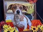 Abbee, Dachshund For Adoption In Fresno, California