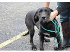Princeton, Labrador Retriever For Adoption In Reeds Spring, Missouri