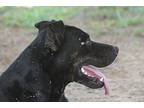 Spartan, American Pit Bull Terrier For Adoption In Hooksett, New Hampshire