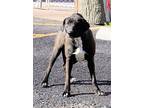 Karen, Labrador Retriever For Adoption In Reeds Spring, Missouri