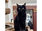 Bonnie, American Shorthair For Adoption In Paris, Illinois