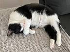 Avis, Domestic Shorthair For Adoption In Abbeville, Louisiana