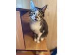 Katalie, Domestic Shorthair For Adoption In Abbeville, Louisiana