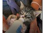 Simba, American Shorthair For Adoption In Torrance, California