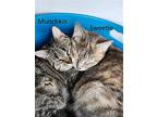 Sweetie, Domestic Shorthair For Adoption In Mountain View, Arkansas