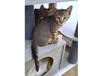 Kimi, Domestic Mediumhair For Adoption In Mountain View, Arkansas