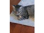 Taylor, Domestic Shorthair For Adoption In Abbeville, Louisiana