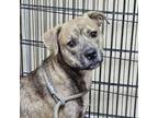 Adopt Chelsea a Pit Bull Terrier