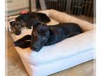 American Pit Bull Terrier Mix DOG FOR ADOPTION RGADN-1091221 - RUSTY GRISWOLD -