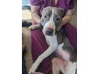 Adopt Aria a Pit Bull Terrier
