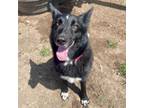 Adopt STELLA a Australian Kelpie, Border Collie
