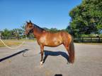 Adopt Doodle a Paso Fino