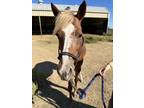 Adopt Dory a Pony