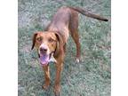 Adopt Lucky a Labrador Retriever, Mixed Breed