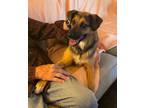 Adopt Chachi LOWER FEE a Hound, Shepherd