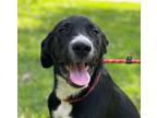 Adopt Kate a Collie, Retriever