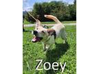 Adopt Zoey a Labrador Retriever, Border Collie