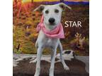 Adopt Star a Whippet