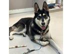 Adopt Charlotte a Husky, German Shepherd Dog