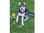 Adopt Azula a Husky