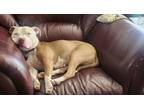 Adopt Hazel a Pit Bull Terrier