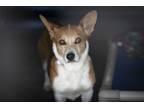 Adopt Simonne a Cardigan Welsh Corgi