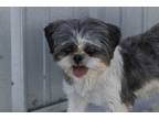 Adopt Ranita a Shih Tzu