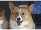 Adopt Rosetta a Cardigan Welsh Corgi