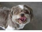 Adopt Radalia a Shih Tzu