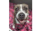 Adopt Lucile a Pit Bull Terrier
