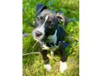 Adopt Katara a Pit Bull Terrier